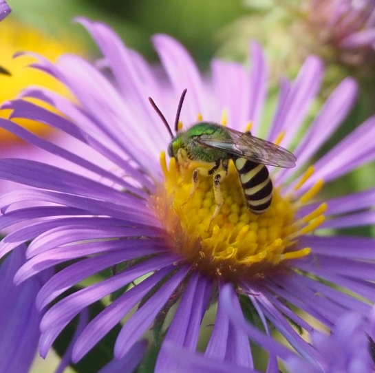 National Pollinator Week, June 17-21